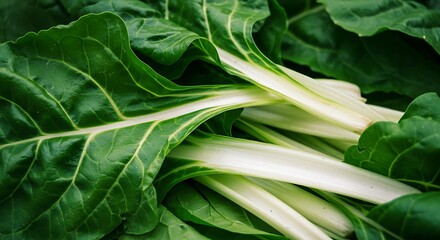 Obraz premium Fresh Chard Leaves Green Vegetable Healthy Food Organic Produce