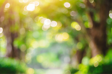 Obraz premium defocused bokeh and blur background of garden trees.