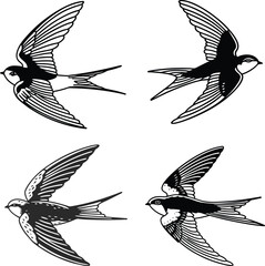 Swift bird bundle line art and illustrator eps