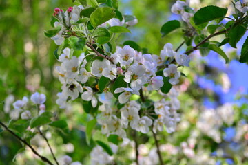 The apple tree is blooming