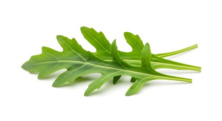 Fototapeta premium Fresh Green Rocket Salad Leaves Healthy Food Ingredient Culinary Herb
