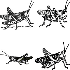 Grasshopper bundle line art and illustrator eps