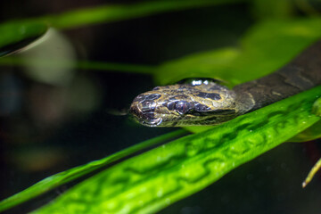 A small striped kukri snake, Oligodon fasciolatus swims in the water