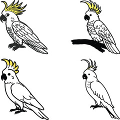 Cockatoo bird bundle line art and illustrator eps