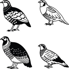 Partridge bird bundle line art and illustrator eps