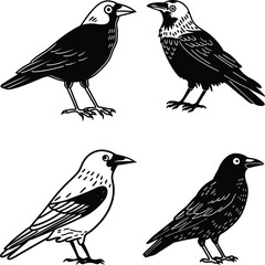 Jackdaw bird bundle line art and illustrator eps