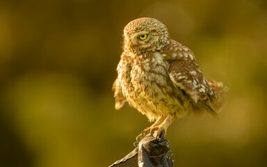 Steinkauz (Athene noctua)