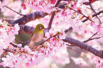 満開の河津桜にとまるメジロ