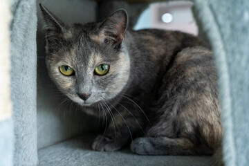 愛しき猫たち（My beloved cats）