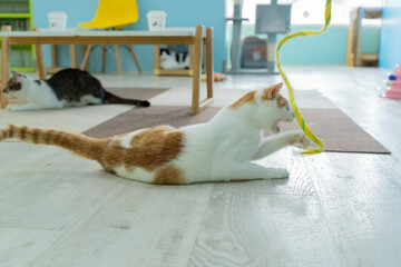 愛しき猫たち（My beloved cats）