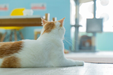 愛しき猫たち（My beloved cats）