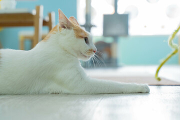 愛しき猫たち（My beloved cats）