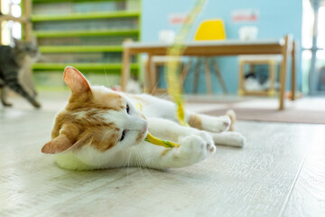 愛しき猫たち（My beloved cats）