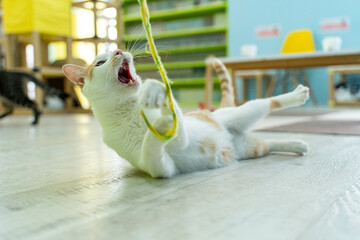 愛しき猫たち（My beloved cats）