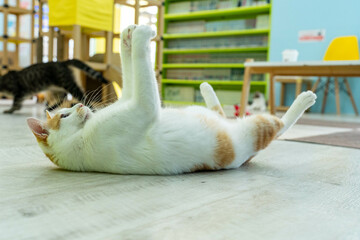 愛しき猫たち（My beloved cats）