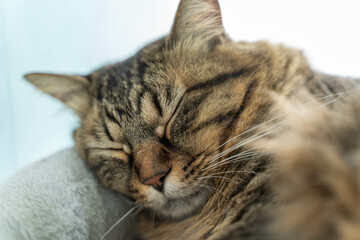 愛しき猫たち（My beloved cats）