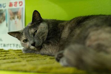 愛しき猫たち（My beloved cats）