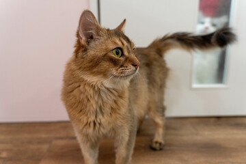 愛しき猫たち（My beloved cats）