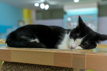 愛しき猫たち（My beloved cats）