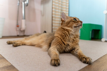 愛しき猫たち（My beloved cats）