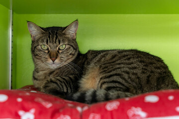 愛しき猫たち（My beloved cats）