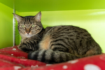 愛しき猫たち（My beloved cats）