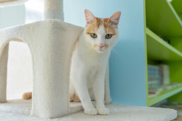 愛しき猫たち（My beloved cats）