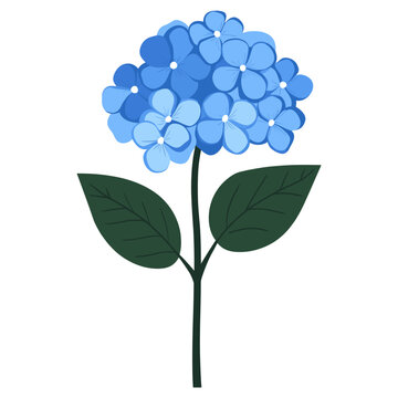 blue hydrangea flower on white background clip art preview