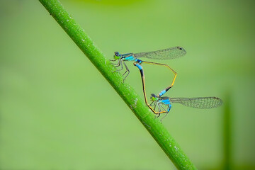 Blue-tailed damselfly (Ischnura elegans) mating -
