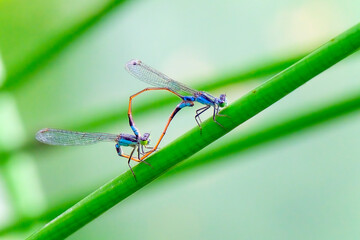 Blue-tailed damselfly (Ischnura elegans) mating -