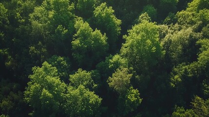 Obraz premium Aerial view of lush green forest canopy, sunlight dappling leaves, nature background, ideal for eco-tourism.