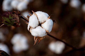 Close-up of a cotton boll and green pod with blurred background