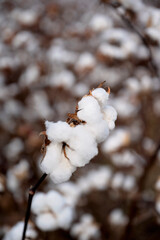 Close-up of a fluffy cotton boll with blurred cotton field background