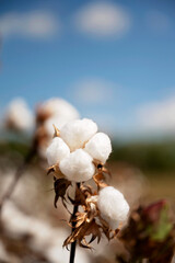 Close-up of a cotton boll against a bright blue sky background