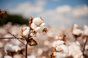 Cotton bolls in focus with blurred field and blue sky background