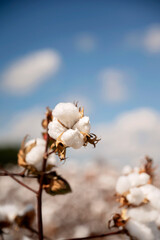 Close-up of cotton bolls against a blurred field and blue sky