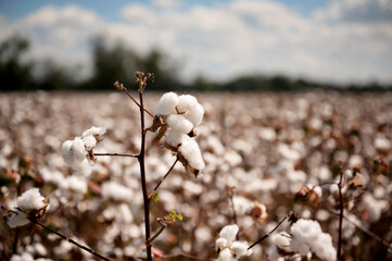 Single cotton plant with white bolls in a blurred cotton field
