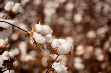 Cotton bolls on a branch with a soft, blurred background