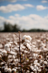 Single cotton plant with white bolls in a blurred cotton field