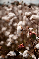 Cotton bolls on a branch with a blurred background of a cotton field
