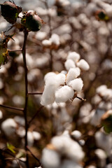Close-up of fluffy cotton bolls on a branch with blurred background
