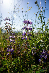 Fototapeta premium Sunlit lupine blossoms amidst vibrant green meadow foliage.