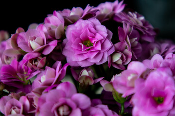 Close-up pink of many blossoms, vibrant petals and natural beauty.