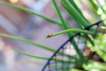 A bright orange ladybug perched on a green plant leaf in natural light