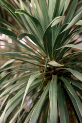 Obraz premium Close-up of tropical foliage in natural light