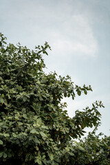 Green treetop canopy against clear sky
