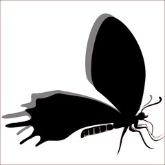 Side View Silhouette of Bhutan Glory Butterfly (Bhutanitis Lidderdalii) on White Background