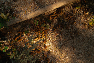 Fallen pinecones in summer light outside in nature