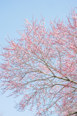 Pink cherry blossoms against a blue, cloudless sky.