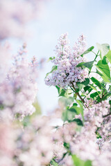 Close-up of a purple lilac in bloom against a blue sky.